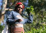 Riempiendo Tea picker sua borsa, Radella Breve tratto di strada tagliata, Ceylon Sri Lanka.