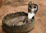 Cobra lasciando il suo carretto, Sigiriya, Ceylon Sri Lanka.