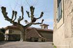 Albero e gli edifici intorno al castello del Vescovado, Losanna, La Svizzera.