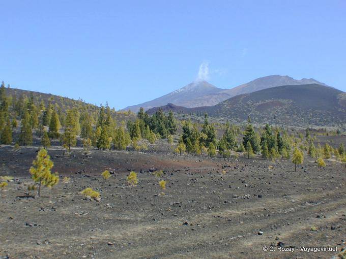 Fumarole e boschi sulle pendici del Monte Teide, Tenerife