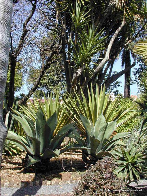 Botanical Garden, Tenerife