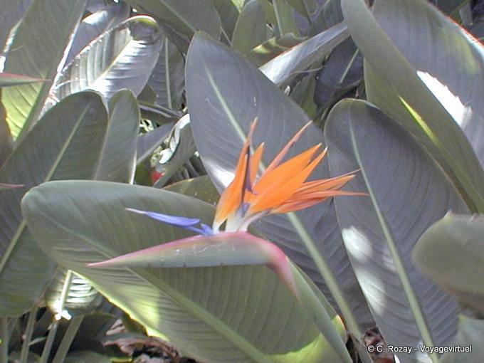 Fiore in un giardino tropicale, Tenerife