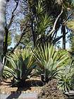 Botanical Garden, Tenerife.