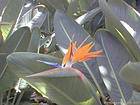 Fiore in un giardino tropicale, Tenerife.