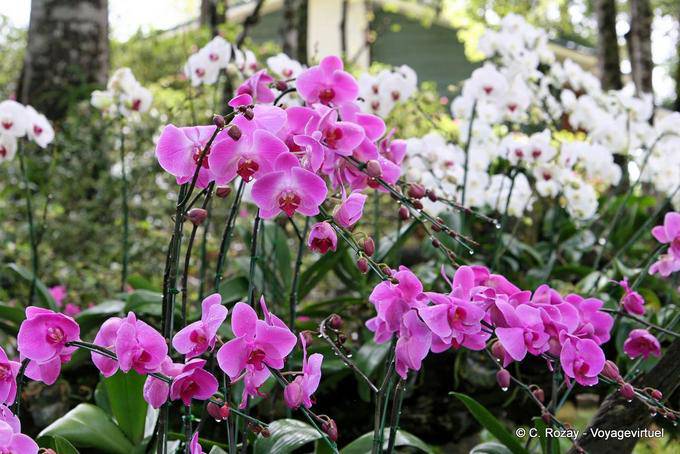 Orchidee a bizzeffe, Phuping Palace, Chiang Mai - La Tailandia