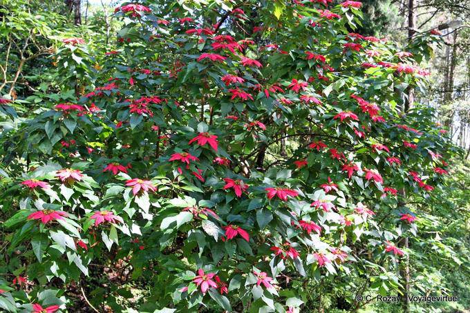 Poinsettia, Stella di Natale, Phuping Palace, Chiang Mai - La Tailandia
