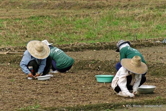 Gli agricoltori che pianta, Chiang Mai - La Tailandia