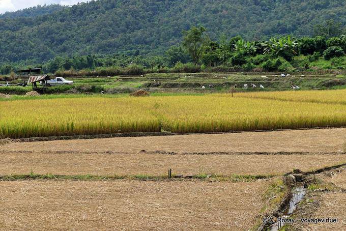Paesaggio rurale, Chiang Mai - La Tailandia