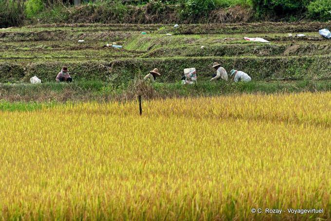 Il lavoro nei campi, Chiang Mai - La Tailandia