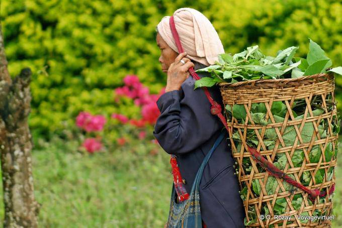 Contadina portando carrello con la testa, Chiang Mai - La Tailandia