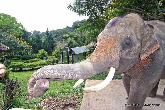 Un elefante, Wat Doi Suthep, Chiang Mai - La Tailandia