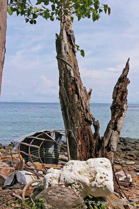 Albero morto sulla spiaggia, Koh Phi Phi - La Tailandia