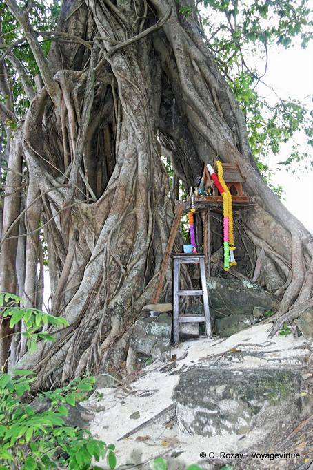 Altare nelle radici, Koh Phi Phi - La Tailandia