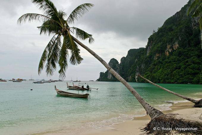 Palm albero pendente in Tonsai Bay, Koh Phi Phi - La Tailandia