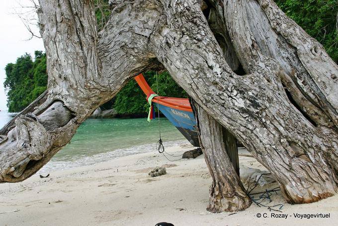 Sotto le radici, Koh Phi Phi - La Tailandia