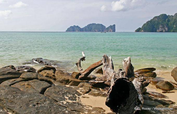 Driftwood in mare, Koh Phi Phi - La Tailandia