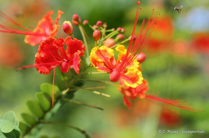 Splendidi fiori, Koh Phi Phi - La Tailandia