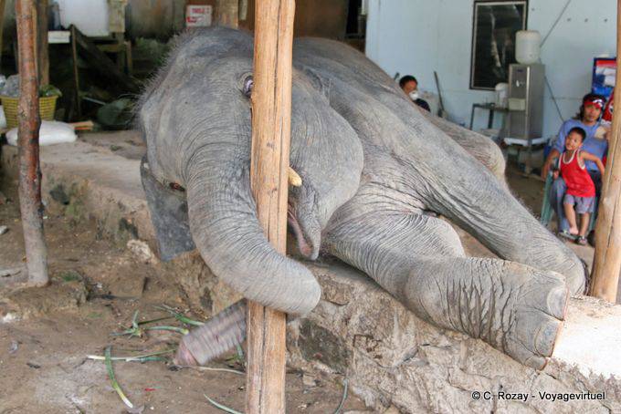 Elefante gioco, Patong, Phuket - La Tailandia