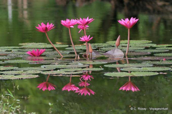Bouquet di gigli, Sukhothai - La Tailandia
