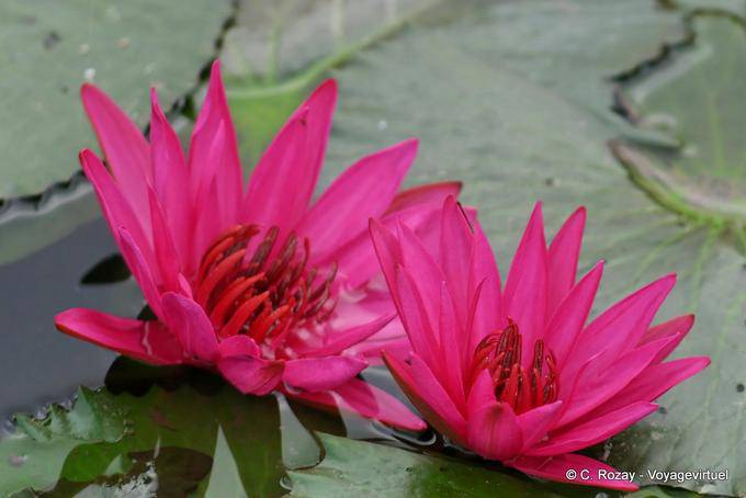 Colorato fiori di loto fucsia, Sukhothai - La Tailandia