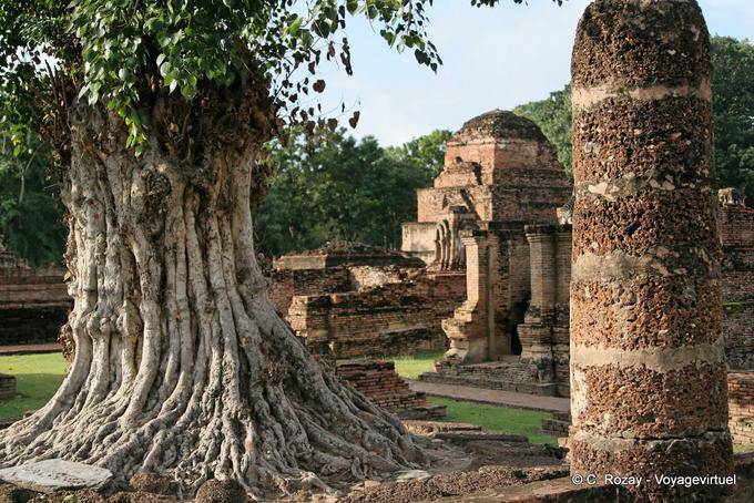 Con un tronco d'albero torturato, Sukhothai, Wat Mahathat - La Tailandia