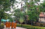 I monaci e l'albero del viaggiatore, Wat Yai Chai Mongkol, Ayutthaya, La Tailandia.