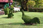 Topiary gallinacei, Wat Yai Chai Mongkol, Ayutthaya, La Tailandia.