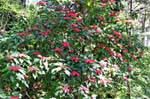 Poinsettia, Stella di Natale, Phuping Palace, Chiang Mai, La Tailandia.