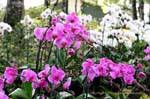 Orchidee a bizzeffe, Phuping Palace, Chiang Mai, La Tailandia.