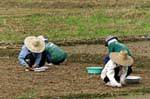 Gli agricoltori che pianta, Chiang Mai, La Tailandia.