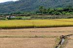 Paesaggio rurale, Chiang Mai, La Tailandia.