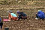 Le donne accovacciati a lavorare, Chiang Mai, La Tailandia.