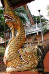 Il naga coccodrillo mangiare, nord-ovest di Chiang Mai, La Tailandia.
