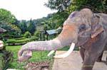 Un elefante, Wat Doi Suthep, Chiang Mai, La Tailandia.