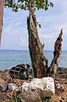 Albero morto sulla spiaggia, Koh Phi Phi, La Tailandia.