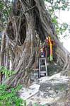 Altare nelle radici, Koh Phi Phi, La Tailandia.