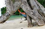Sotto le radici, Koh Phi Phi, La Tailandia.