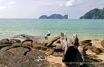 Driftwood in mare, Koh Phi Phi, La Tailandia.