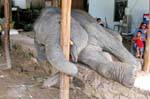 Elefante gioco, Patong, Phuket, La Tailandia.