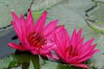 Colorato fiori di loto fucsia, Sukhothai, La Tailandia.