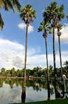 Stagno e palme, Sukhothai, il Wat Trapang Ngoen, La Tailandia.