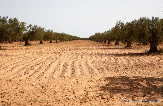 Oliveto nella regione di Sfax - Tunisia