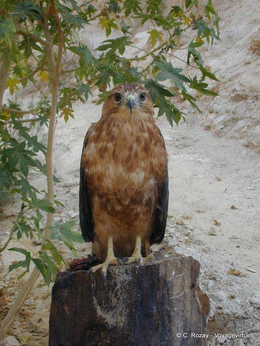 Aquila in attesa su un tronco, Tamerza Chebika - Tunisia