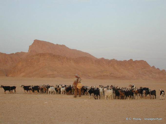 Flock e pastore alla porta del Chott el Jerid - Tunisia