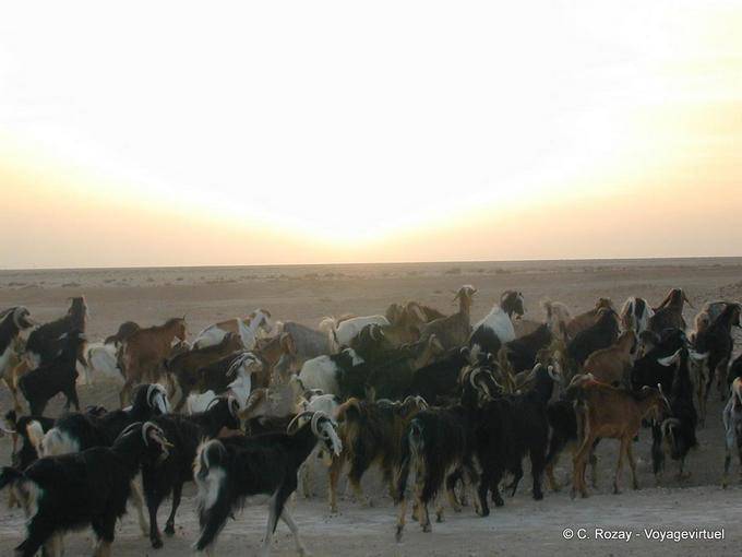 Gregge di capre in Chott el Jerid - Tunisia