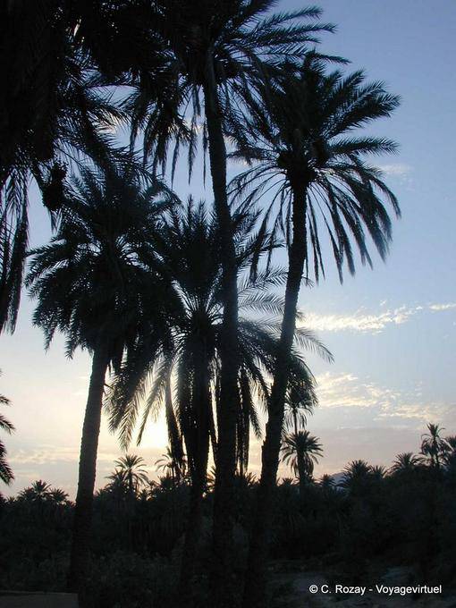 Palms ombra, Chebika - Tunisia