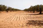 Oliveto nella regione di Sfax, Tunisia.