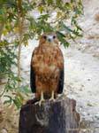 Aquila in attesa su un tronco, Tamerza Chebika, Tunisia.
