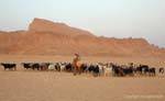 Flock e pastore alla porta del Chott el Jerid, Tunisia.