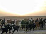 Gregge di capre in Chott el Jerid, Tunisia.